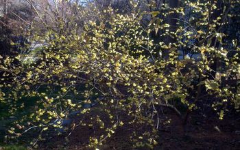 My favorite cold weather fragance is the "Wintersweet" Chimonanthus praecox var.