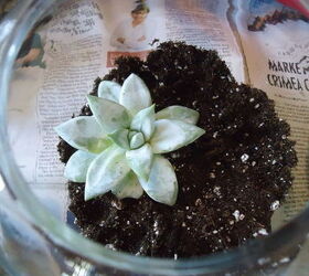 making an easter terrarium, easter decorations, flowers, gardening, seasonal holiday d cor, succulents, terrarium, Next I planted a succulent to one side Love the bluish leaves