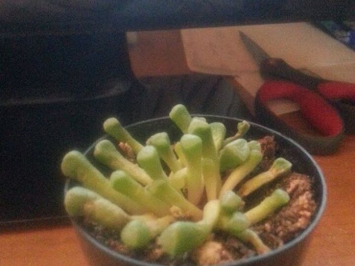 are my babytoes succulent dying, flowers, gardening, succulents, Unique succulent Babytoes