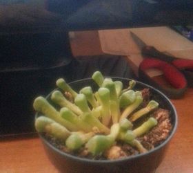 are my babytoes succulent dying, Unique succulent Babytoes