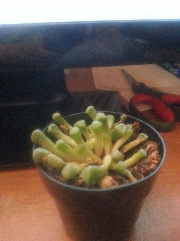 are my babytoes succulent dying, Unique succulent Babytoes