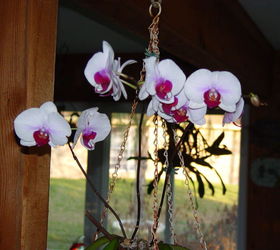 q orchid blooming in january, flowers, gardening, January 2012 in the house