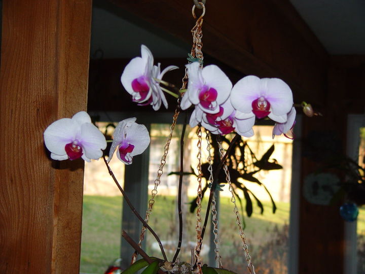 q orchid blooming in january, flowers, gardening, January 2012 in the house