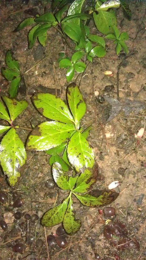 q is this black spot on my hellebores help, flowers, gardening, Noticed leaves turning black this morning