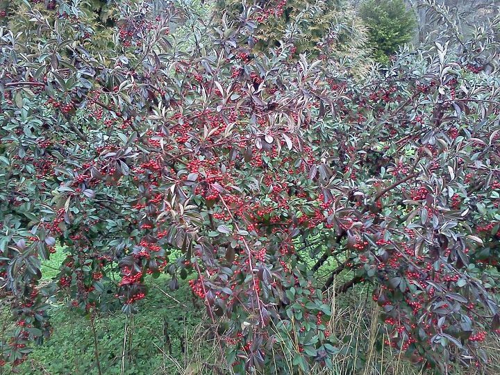 q anyone care to guess what shrub this might be, gardening