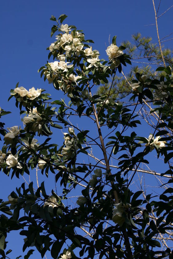 q plant of the week in full bloom on saturday january 28 2012 in georgia hardy to, gardening, plant id