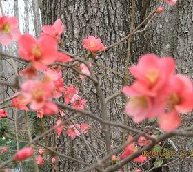 enjoy our quince in bloom, gardening