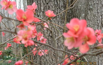 Enjoy our quince in bloom.