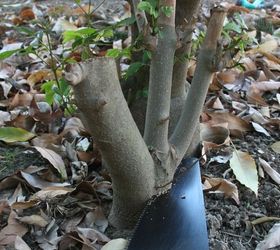 how to stop stumps from growing back naturally, gardening