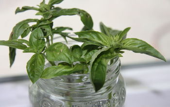 How to Grow Basil From Cuttings