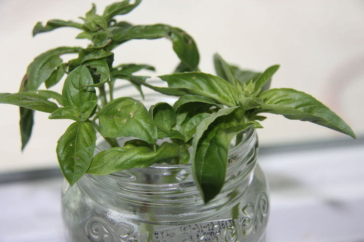 how to grow basil from cuttings, gardening