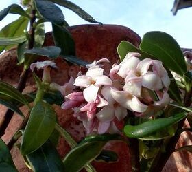q plants in bloom today in the nursery 21 pictures, gardening, Pink Daphne