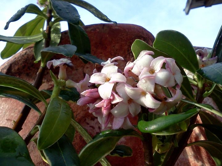 q plants in bloom today in the nursery 21 pictures, gardening, Pink Daphne