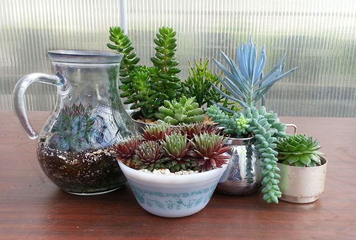 what is your succulent style, container gardening, flowers, gardening, succulents, terrarium