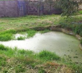 ¿Es necesario limpiar este estanque antes de que lleguen los patos?