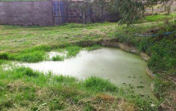  É necessário limpar esta lagoa antes que os patos cheguem?