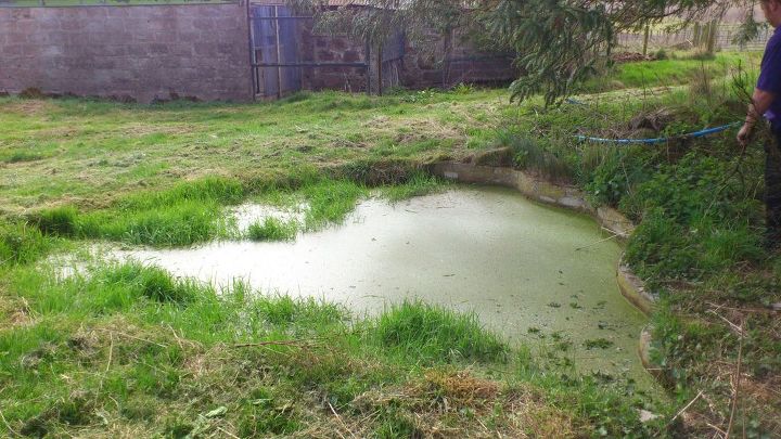 es necesario limpiar este estanque antes de que lleguen los patos