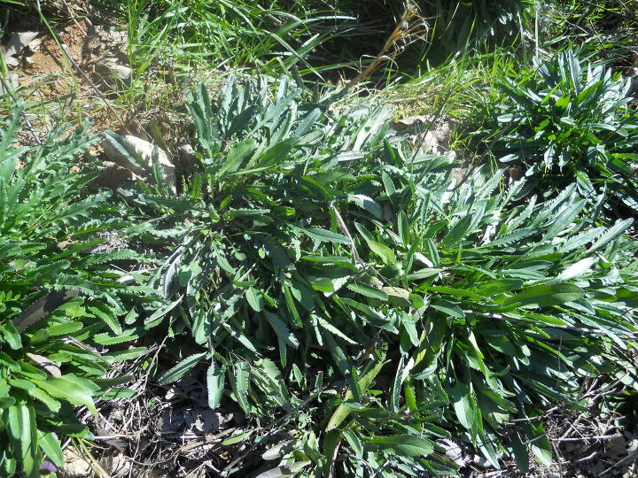 q walter erica and all you horticulture experts what is this weed thriving in our, gardening, landscape, This ugly thing is spreading everywhere why won t the grass grow this well