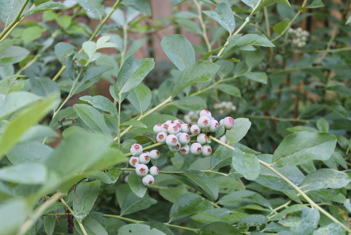 plant an edible hedge of blueberries, gardening