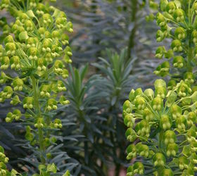 the first day of spring is march 20th but some plants are ahead of schedule, gardening, Euphorbia wulfenii blooming Feb 28