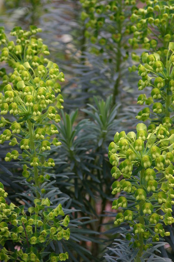 the first day of spring is march 20th but some plants are ahead of schedule, gardening, Euphorbia wulfenii blooming Feb 28