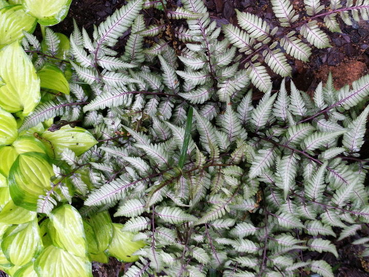 una planta imprescindible en el jardin de sombra el helecho pintado japones