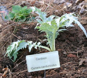 plant labels part 2, cleaning tips, gardening, my new cardoon has a name