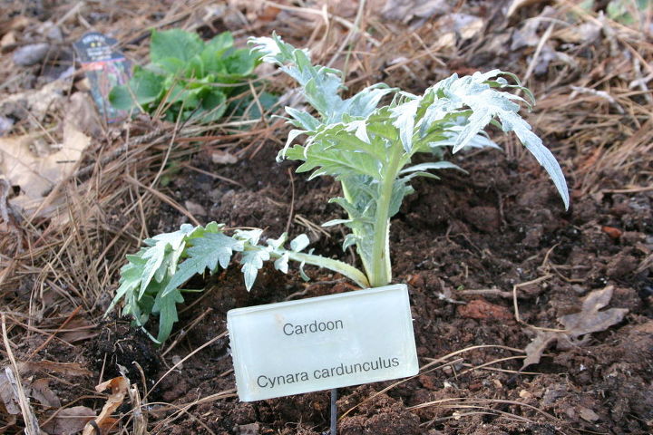 plant labels part 2, cleaning tips, gardening, my new cardoon has a name