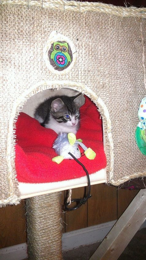 Charlie S Tree House Diy Cat Scratching Post Hometalk