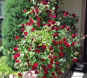 3654714/my beautiful climbing rose bush, gardening