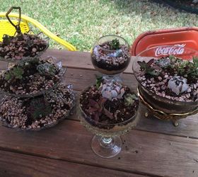 succulents for mother s day, flowers, gardening, seasonal holiday d cor, succulents
