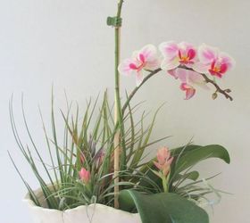 get creative with air plants, gardening, Orchids Air Plants centerpiece