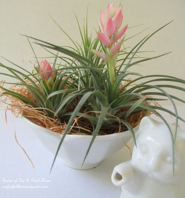 get creative with air plants, gardening, Air plants in a porcelain rice bowl