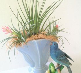 get creative with air plants, gardening, Air plants in a vintage vase