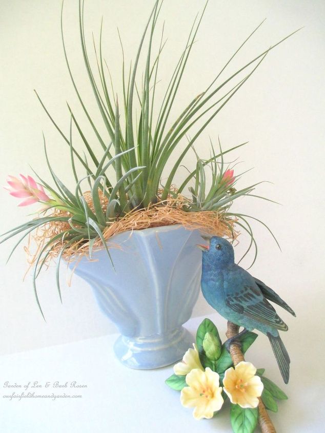 get creative with air plants, gardening, Air plants in a vintage vase