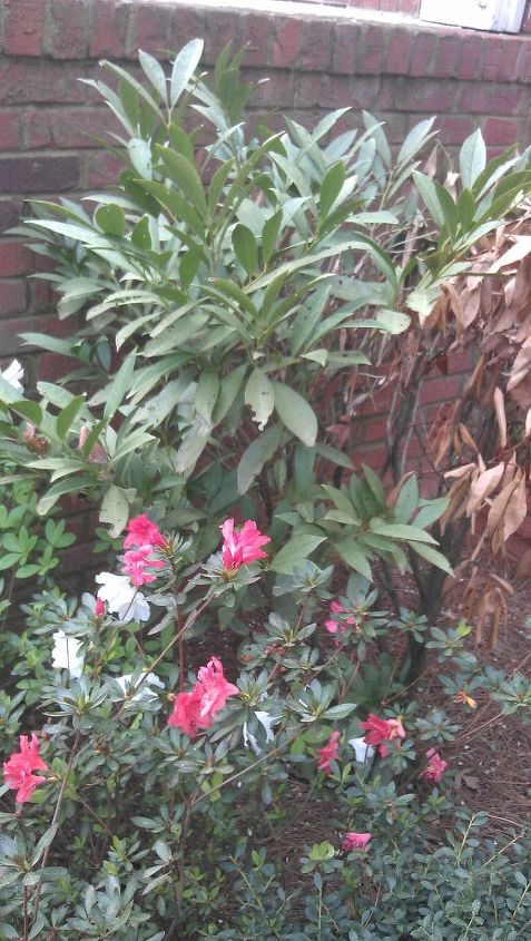 what is the name of this shrub and why is it dying, flowers, gardening, outdoor living, It s the taller one behind the azalea