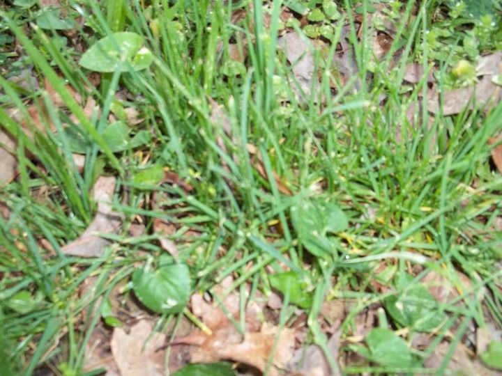 q grass id and what to do with the weeds, gardening, landscape, Grass close up what kind is this