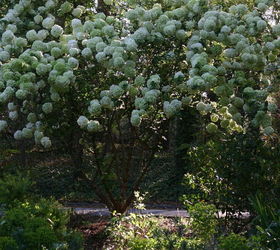 blooming in my garden now viburnum macrocephalum chinese snowball a month earlier, gardening, Viburnum macrocephalum