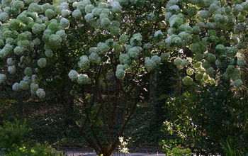 Blooming in my garden now, Viburnum macrocephalum, Chinese snowball, a month earlier than last year but wow!