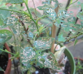 what insect dose this to my rose, gardening, pest control, It starts out looking like this