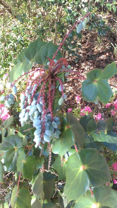 i have this thing growing up through an azelia i know it has to go but esp, flowers, gardening