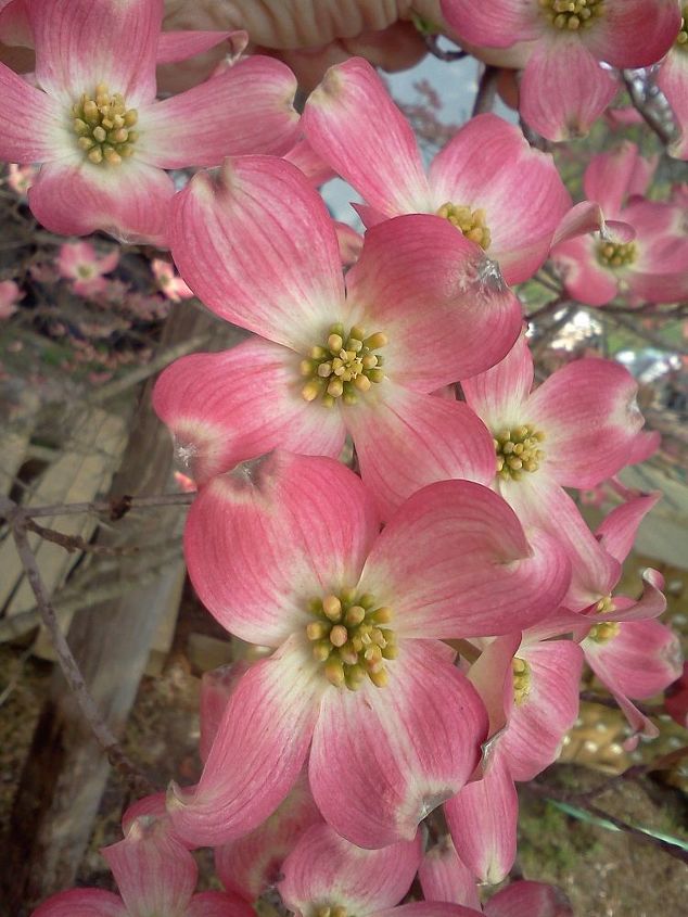pink dogwood blooms, gardening