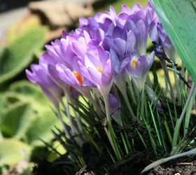 spring is here are you ready for some low maintenance and spring blooming perennial, flowers, gardening, perennials, Crocus is a genus in the iris family comprising about 80 species of perennials growing from corms