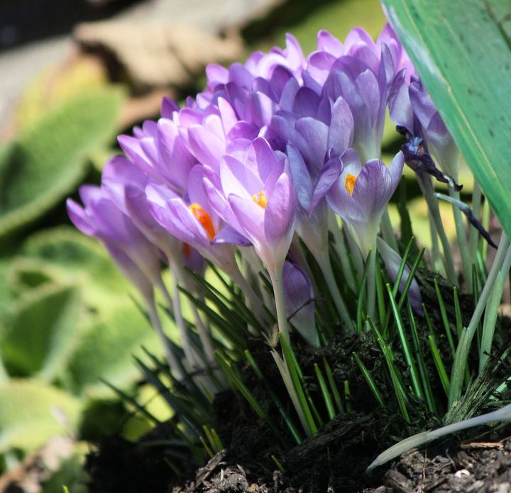 spring is here are you ready for some low maintenance and spring blooming perennial, flowers, gardening, perennials, Crocus is a genus in the iris family comprising about 80 species of perennials growing from corms