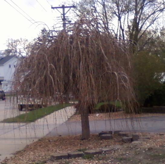 q does anyone know what this tree is i think it is unique but no idea what it is, gardening, Not sure what kind of tree but this is as big as it usually gets This is in MN