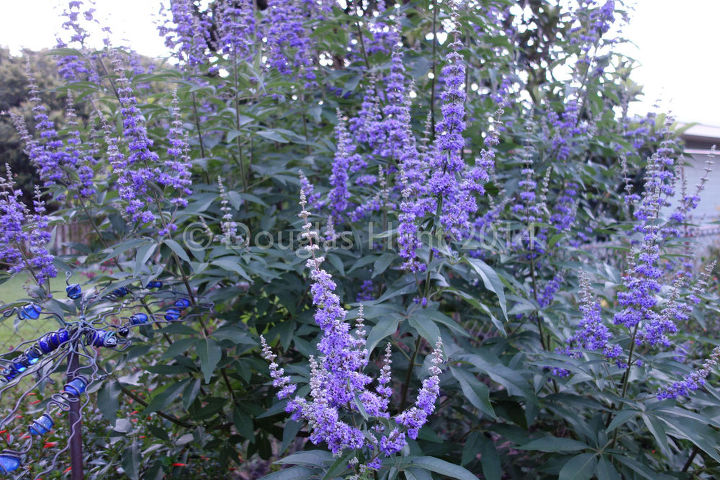 five reasons you should plant a vitex, flowers, gardening
