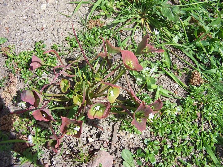 q can anyone tell me this plant s id, gardening