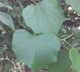 what kind of vine is this, gardening