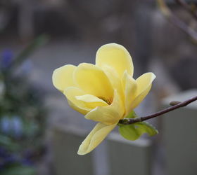 magnolia it s great for the front yard in spring the whole tree blooming with, flowers, gardening, Yellow Magnolia blossom