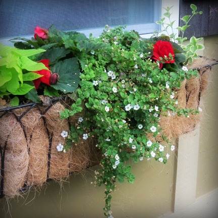 a new look for window boxes, gardening, windows